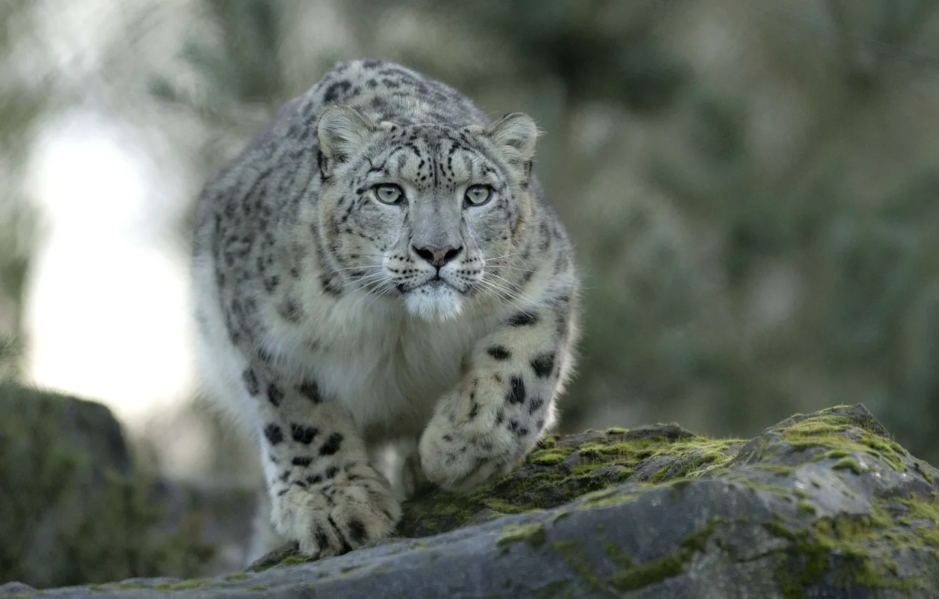 Photo wallpaper IRBIS, snow leopard, looks