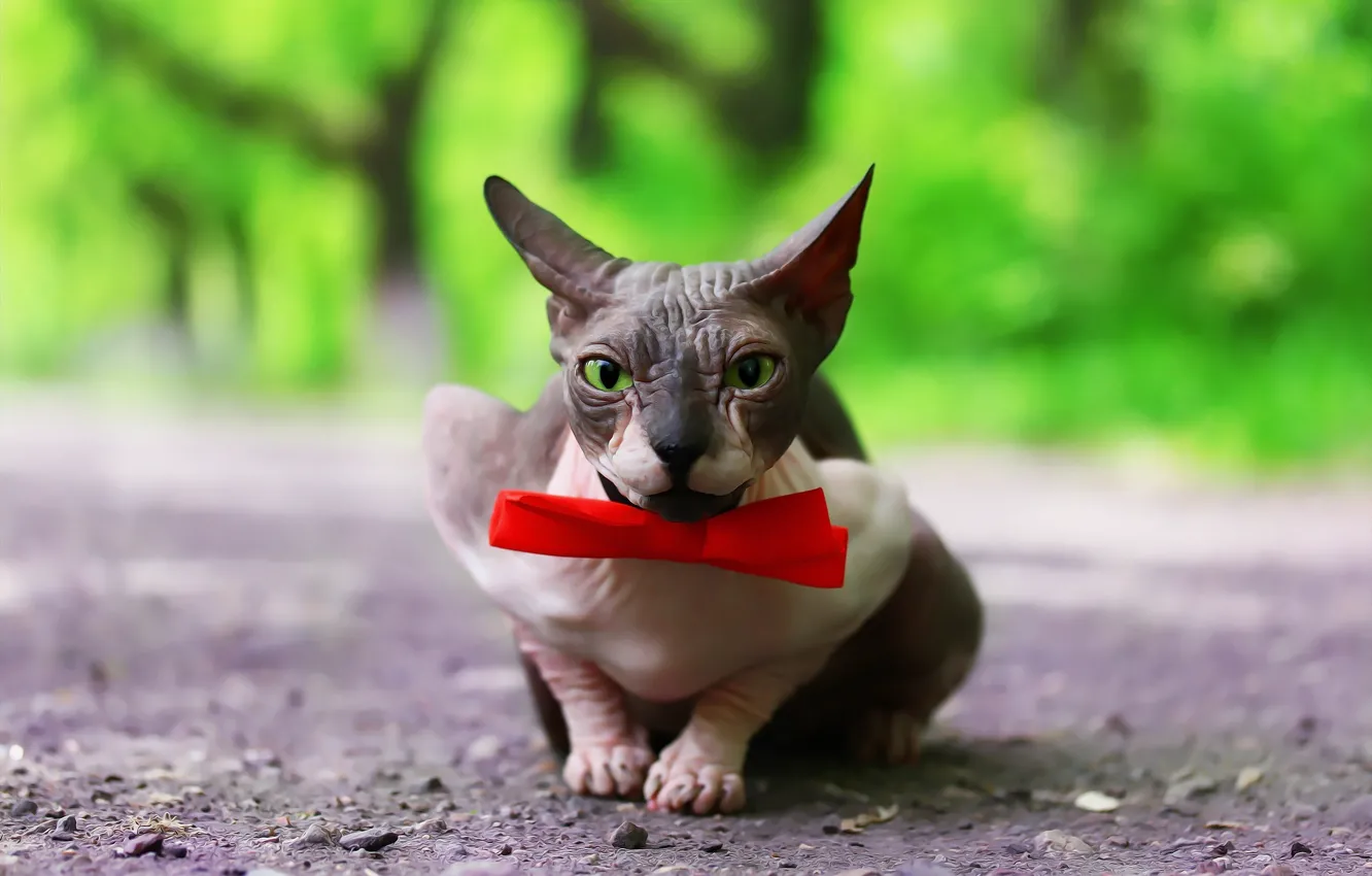 Photo wallpaper cat, background, bow, cat