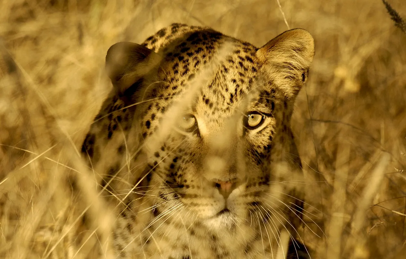 Photo wallpaper cat, grass, eyes, face, stems, predator, leopard, Savannah