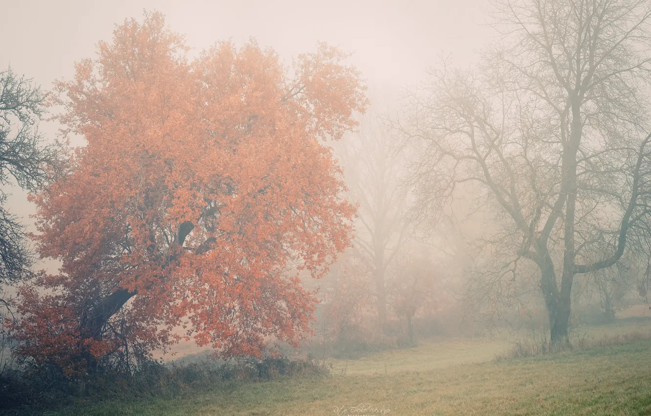 Photo wallpaper autumn, forest, grass, trees, fog, lawn