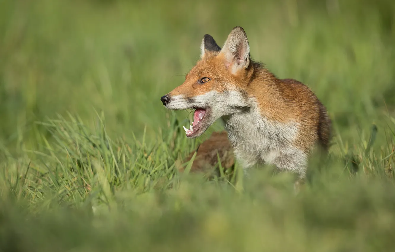 Photo wallpaper language, grass, pose, glade, mouth, Fox, red