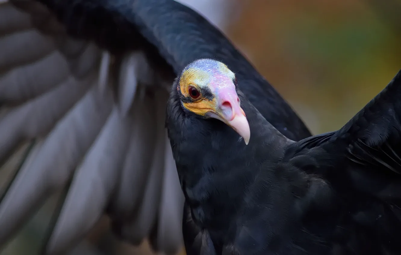 Photo wallpaper bird, by Nushaa, small yellow-headed vulture