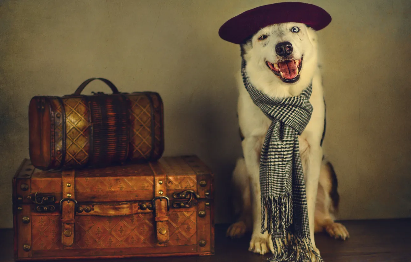 Photo wallpaper face, style, retro, portrait, dog, treatment, scarf, traveler