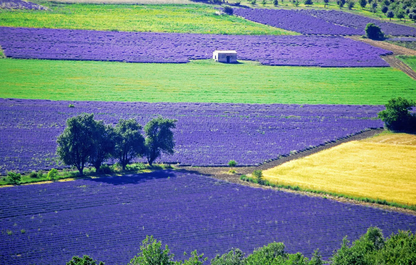 Photo wallpaper field, trees, flowers, lavender, plantation