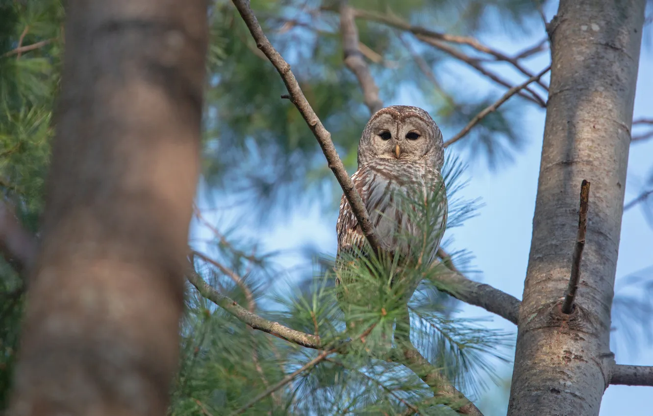 Photo wallpaper branches, owl, bird, needles, pine, owl