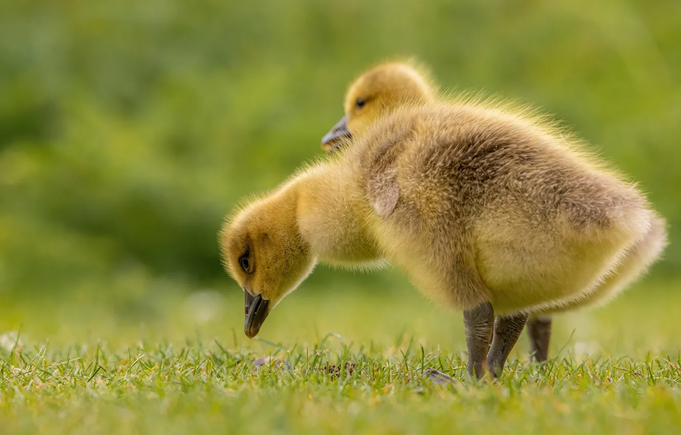 Photo wallpaper bird, glade, pair, Chicks, geese, the goslings