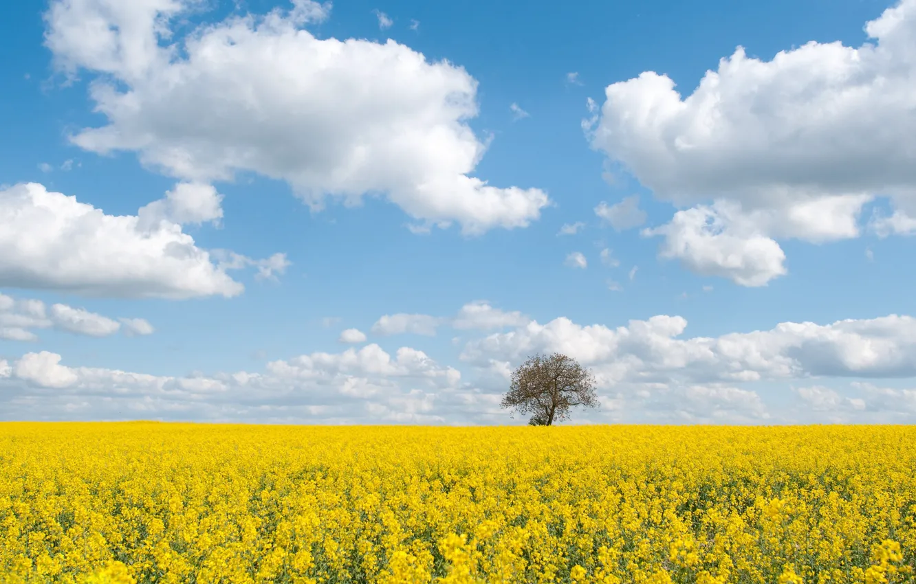 Photo wallpaper the sky, trees, rape, rapeseed field