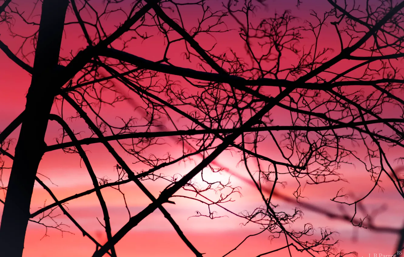 Photo wallpaper the sky, the sun, sunset, branches, nature, sunrise, tree, dawn