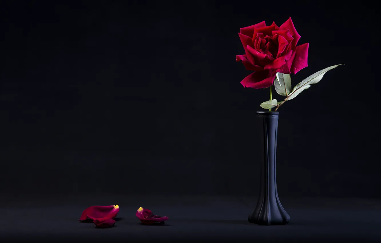 Photo wallpaper rose, petals, black background