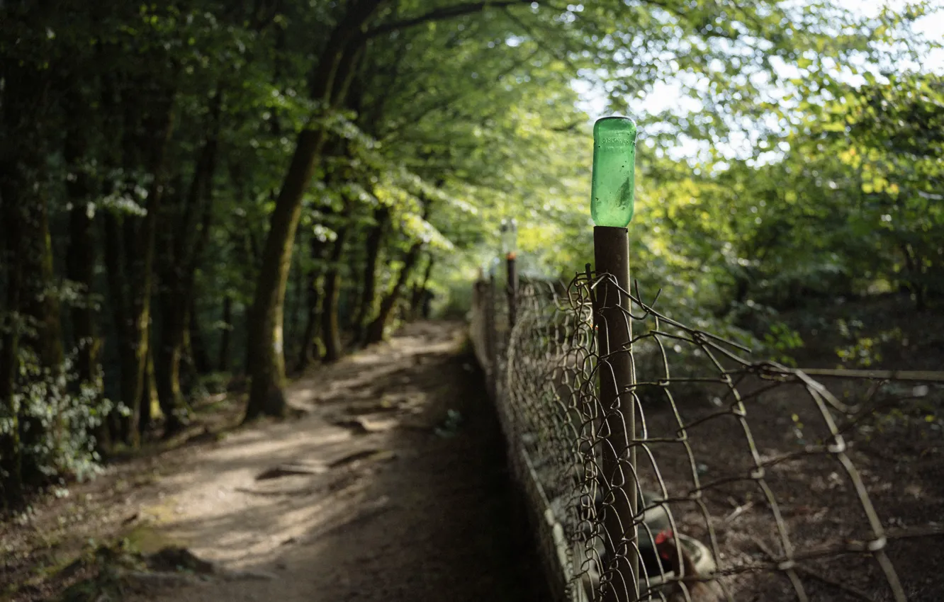 Photo wallpaper forest, the fence, forest, path