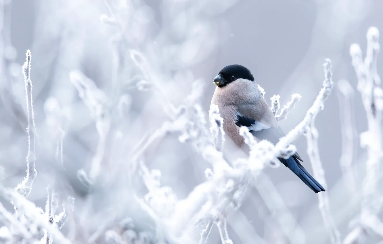 Photo wallpaper winter, frost, snow, branches, bird, frost, bullfinch, bokeh