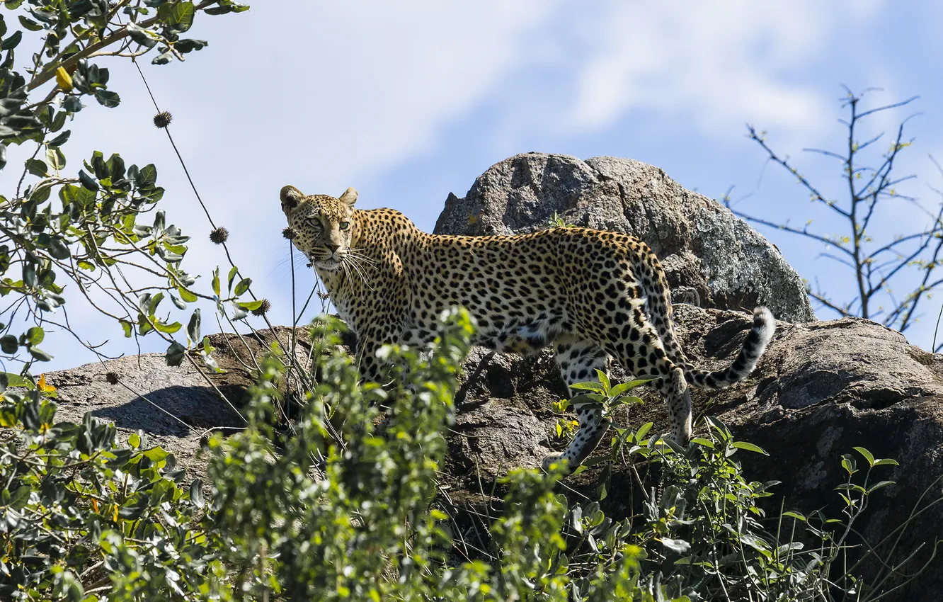Photo wallpaper rocks, foliage, leopard, shrub
