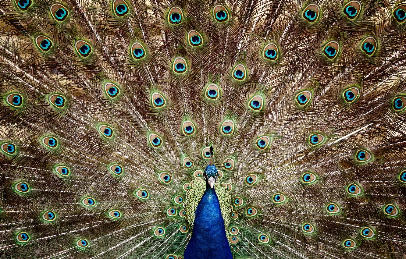 Photo wallpaper feathers, tail, peacock