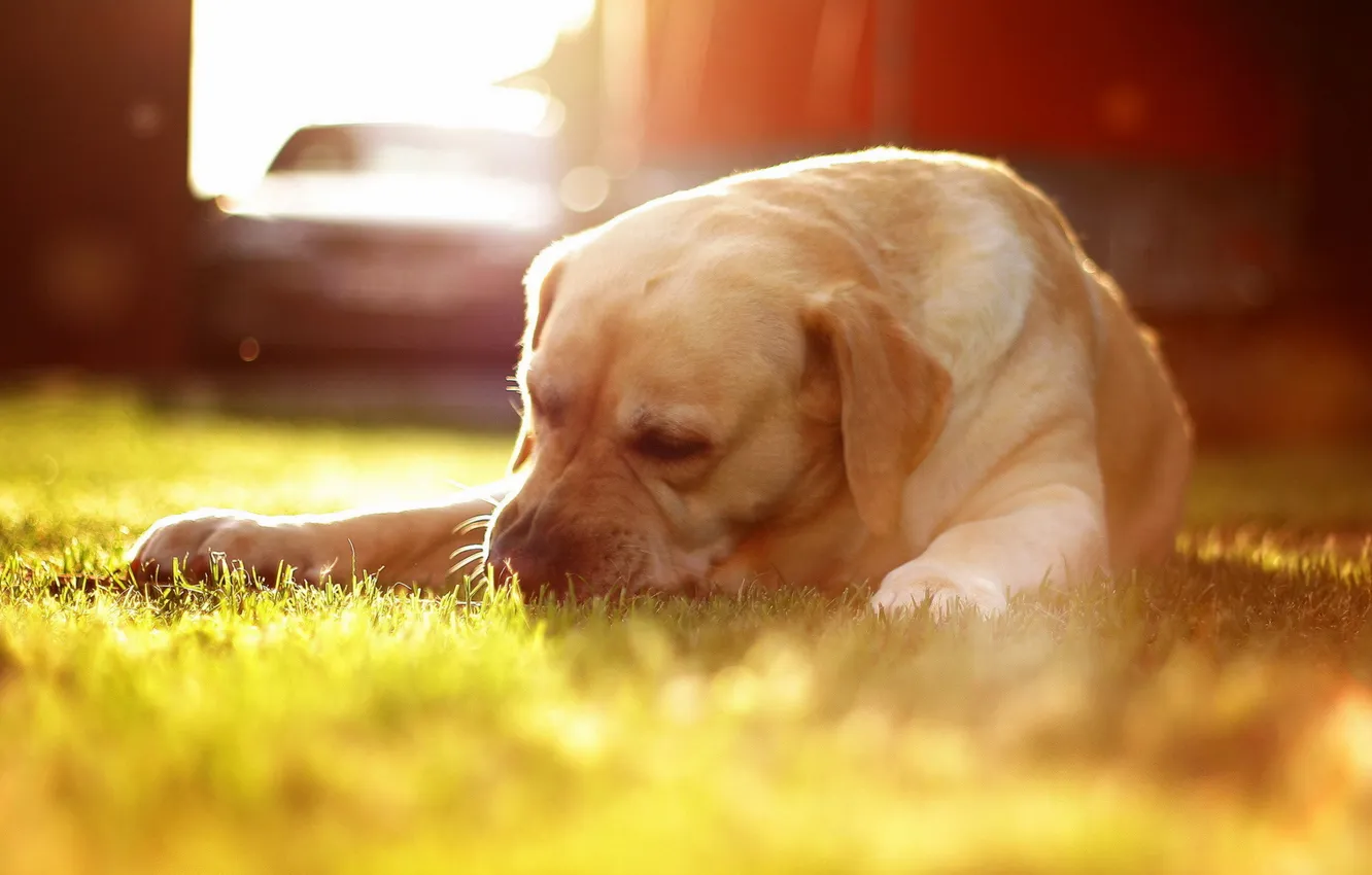 Photo wallpaper grass, light, dog