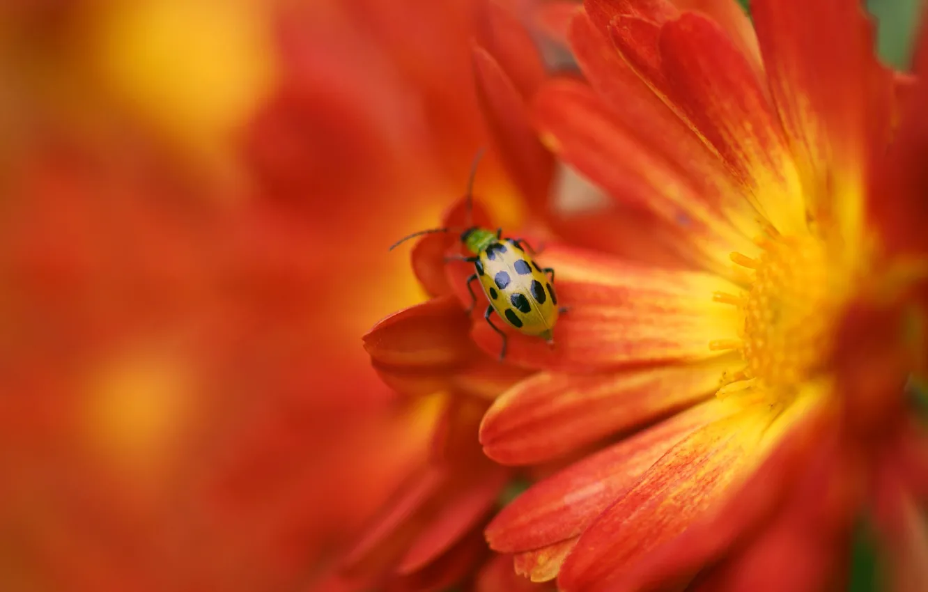 Photo wallpaper flower, ladybug, blur, insect, yellow-red