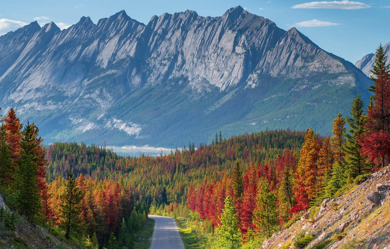 Photo wallpaper road, autumn, forest, mountains, tops, view, slope, highway