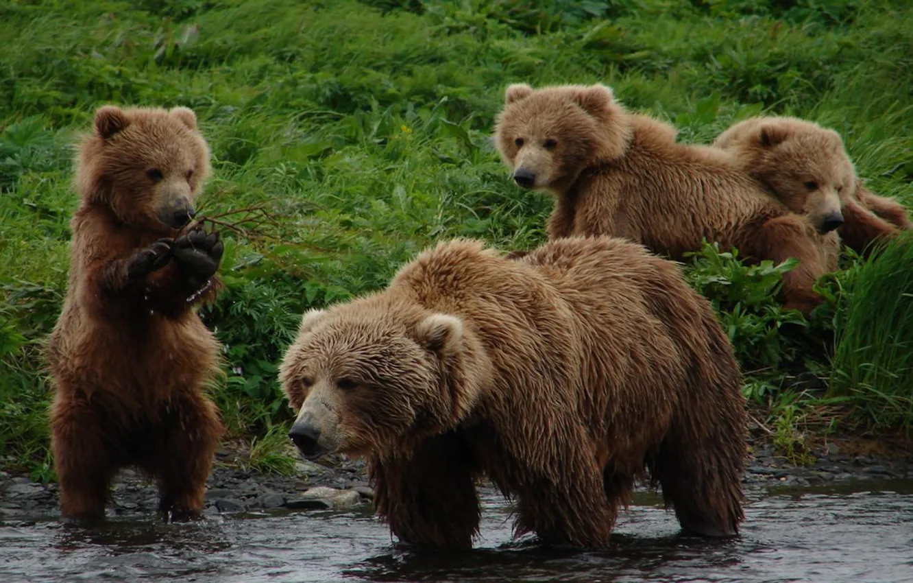 Photo wallpaper wallpaper, animals, bears, gallery, .Grizzly