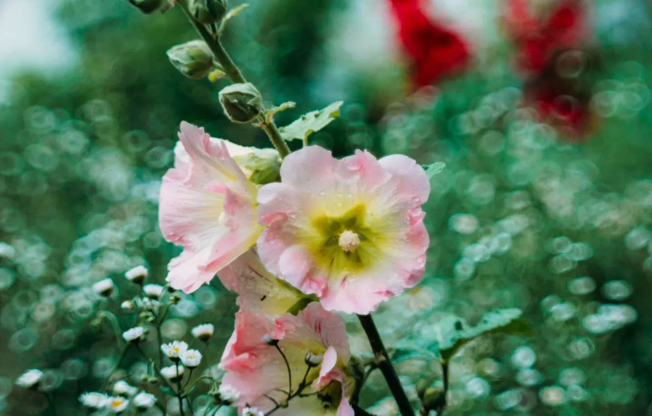 Photo wallpaper summer, flowers, mallow