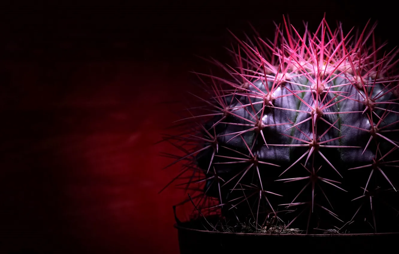 Photo wallpaper needle, the dark background, cactus, spikes, red light, picture macro