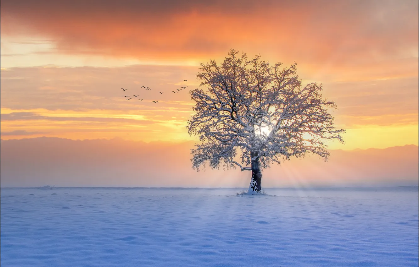 Photo wallpaper winter, landscape, tree, dawn