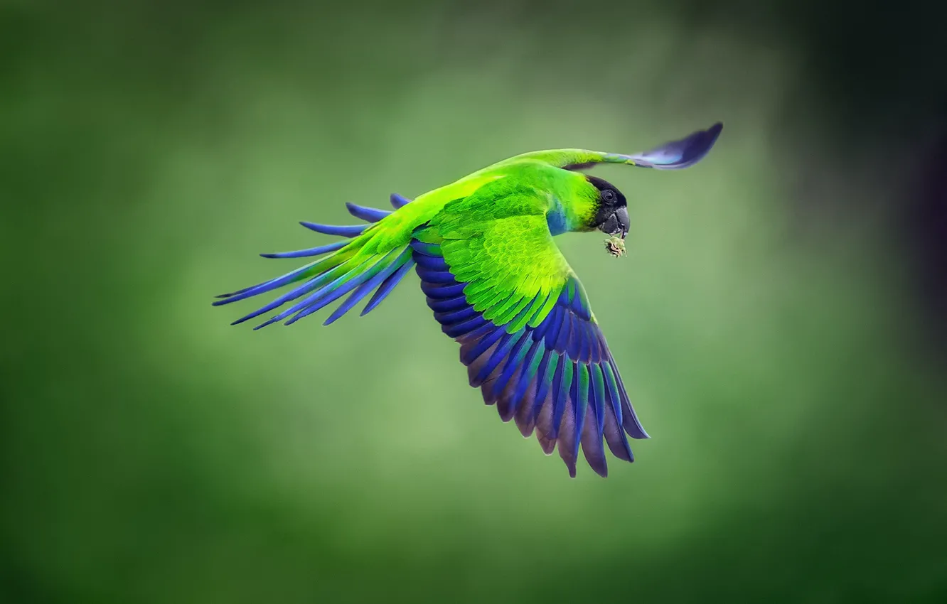 Photo wallpaper background, bird, flight, Blackhead parrot, Nandayus nenday, Nanday parakeet, blackheads conure
