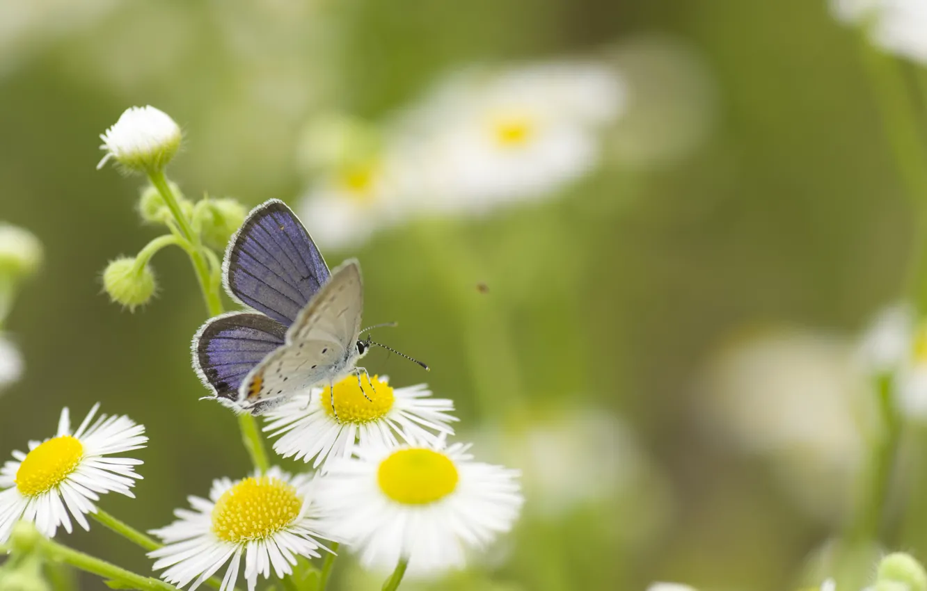 Photo wallpaper greens, summer, grass, macro, flowers, nature, butterfly, chamomile