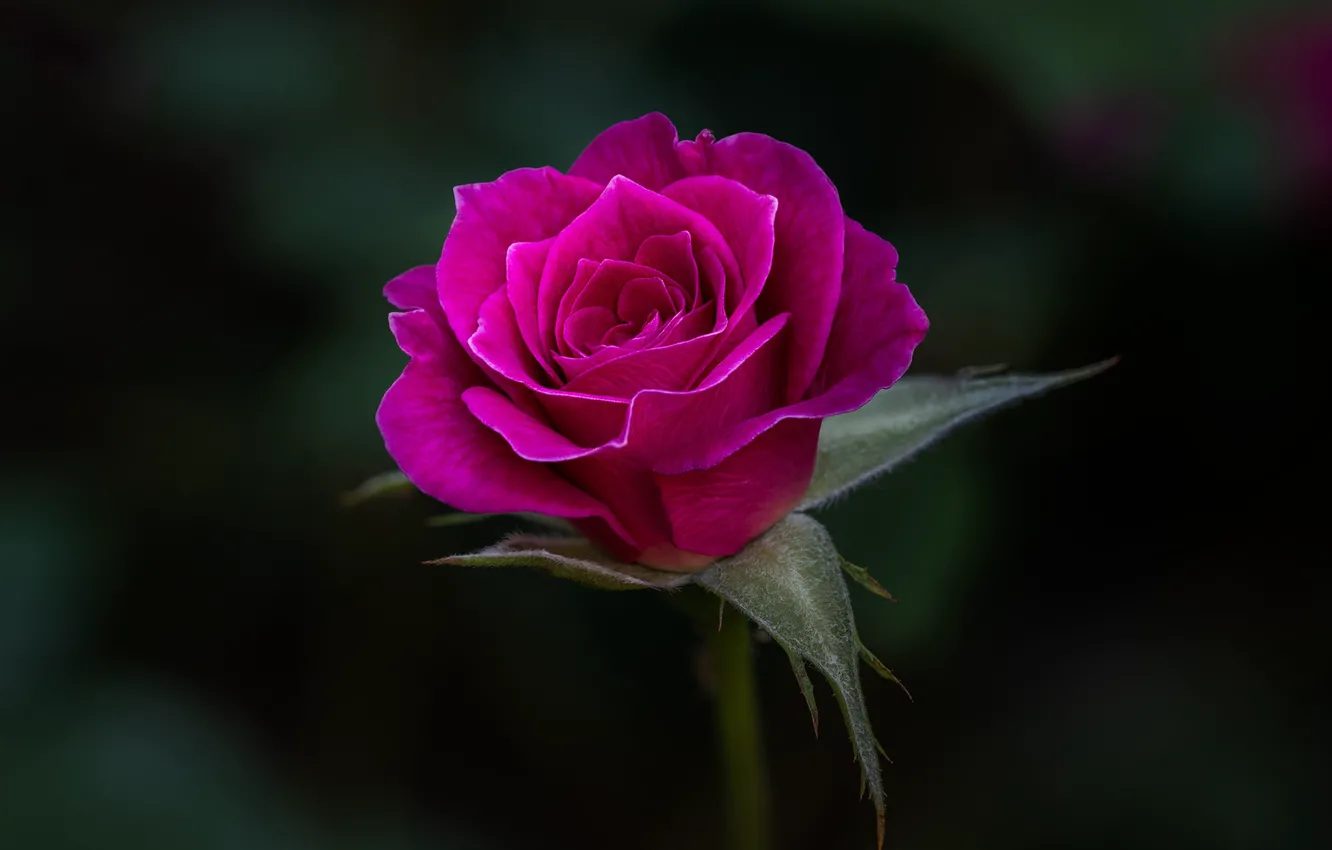 Photo wallpaper pink, rose, flowering