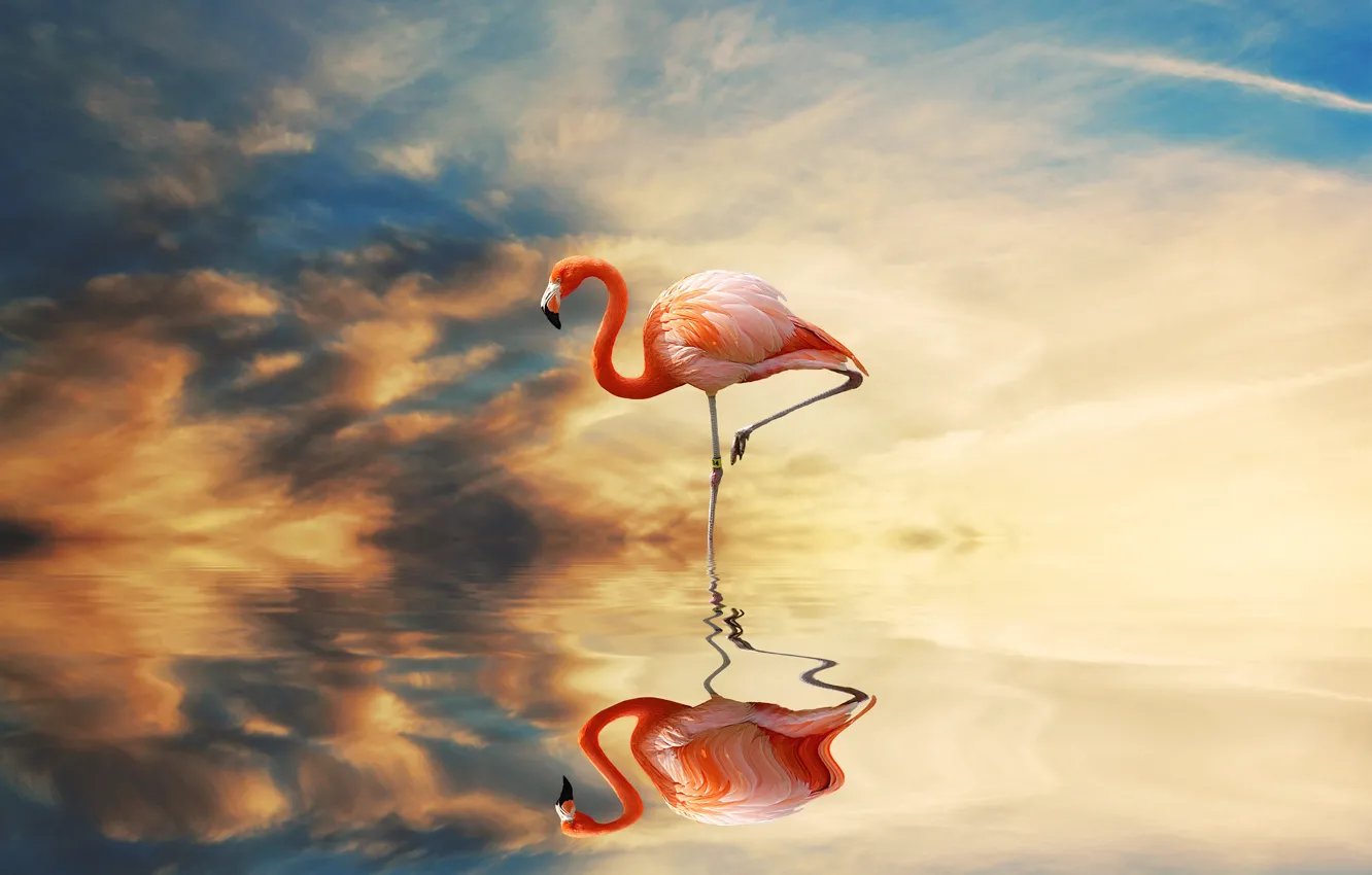 Photo wallpaper sunset, reflection, bird, pond, lonely, pink flamingos, photoart