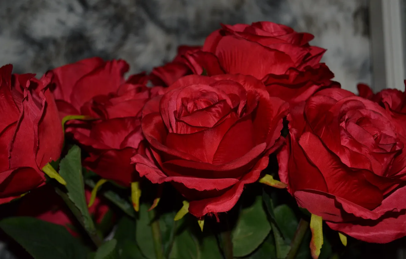 Photo wallpaper roses, red, a lot