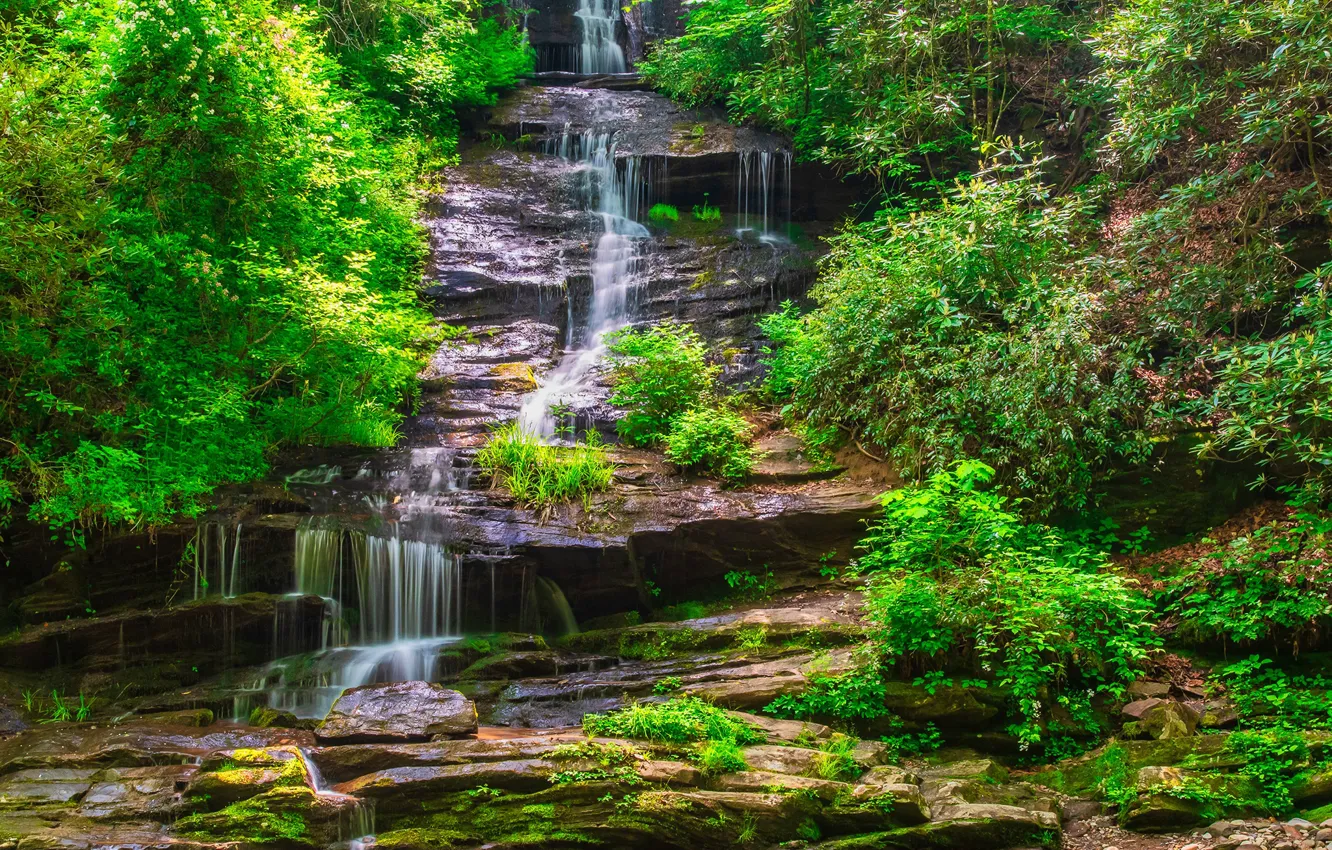 Photo wallpaper greens, forest, the sun, stream, stones, waterfall, moss, USA