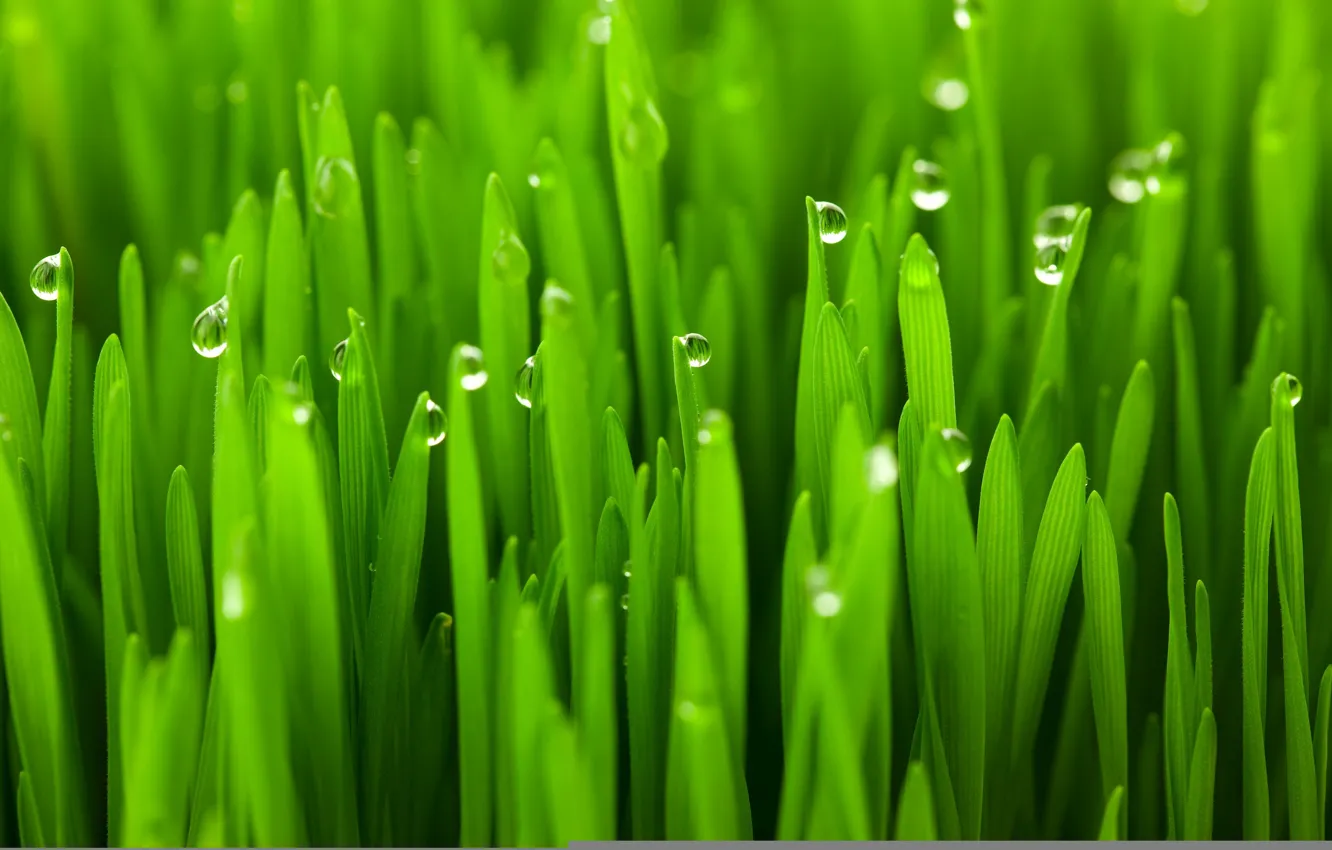 Photo wallpaper grass, water, drops, macro, Rosa