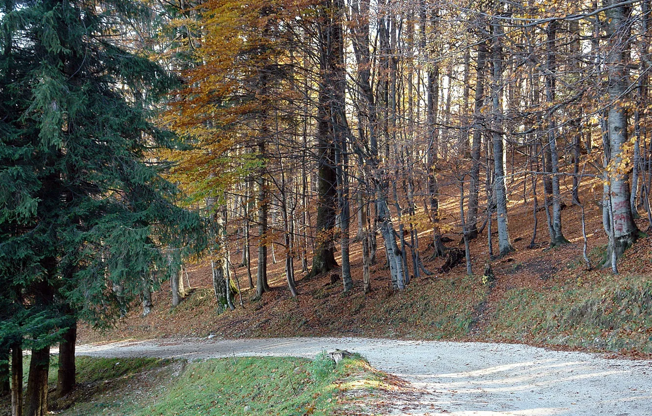 Photo wallpaper forest, trees, wild