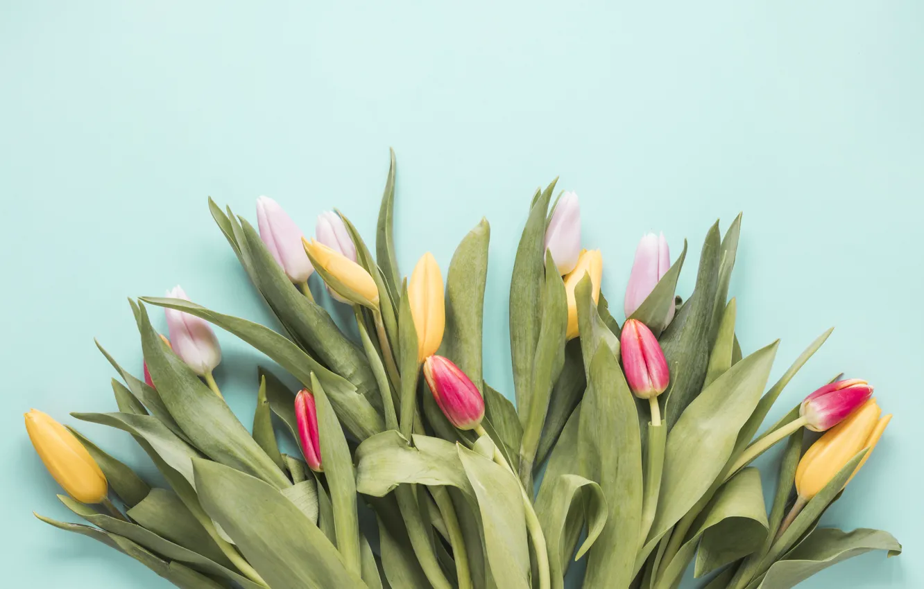 Photo wallpaper flowers, colorful, tulips, fresh, flowers, tulips, spring, multicolored