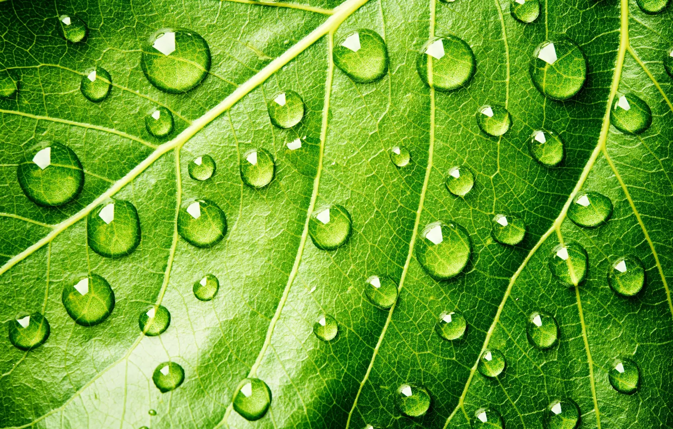 Photo wallpaper green, Water, drops, leaf, plant