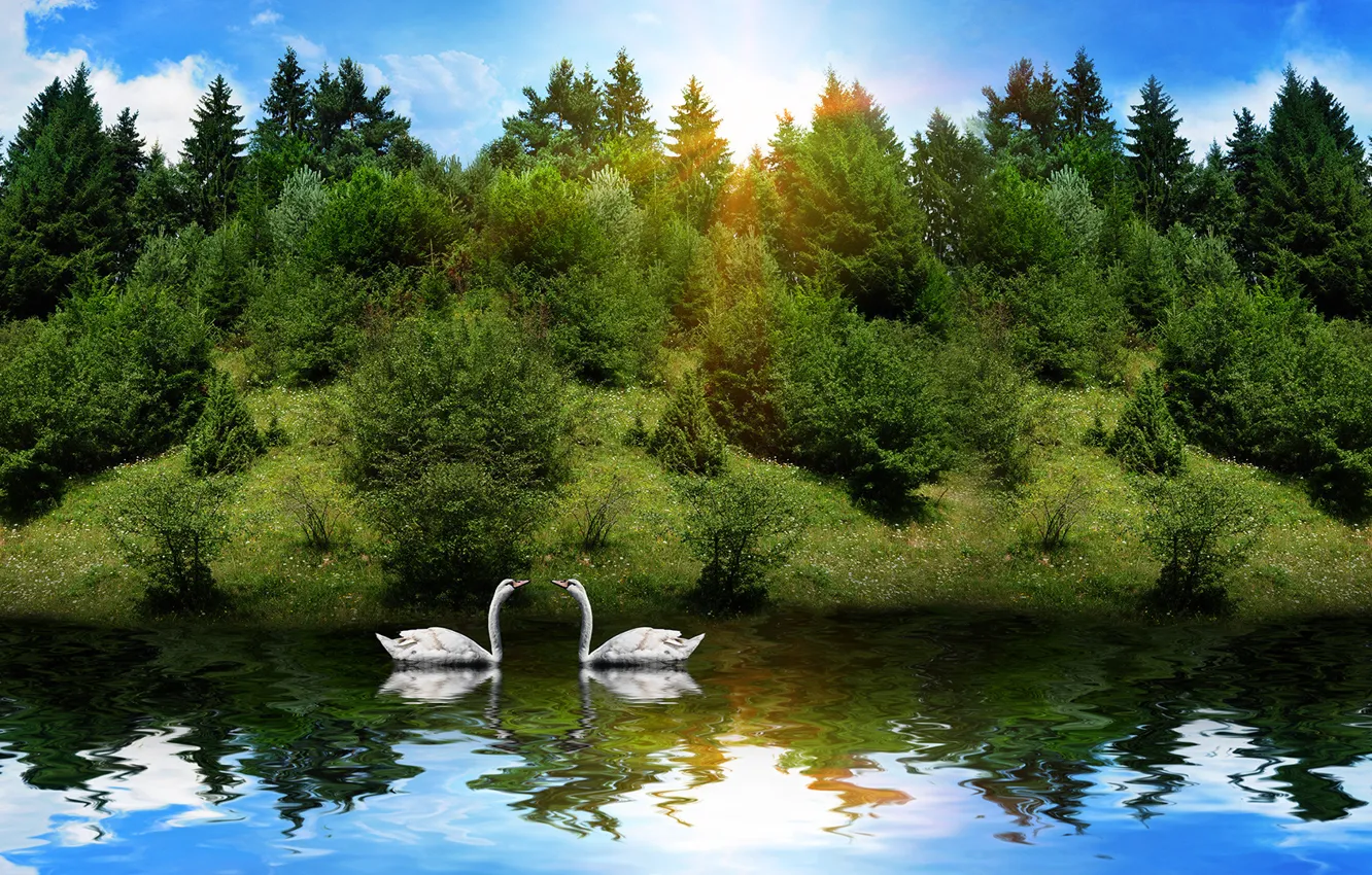 Photo wallpaper forest, the sun, reflection, river, animal, swans