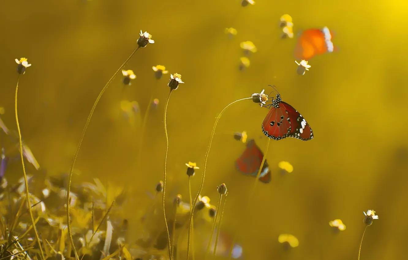 Photo wallpaper macro, butterfly, flowers, insect