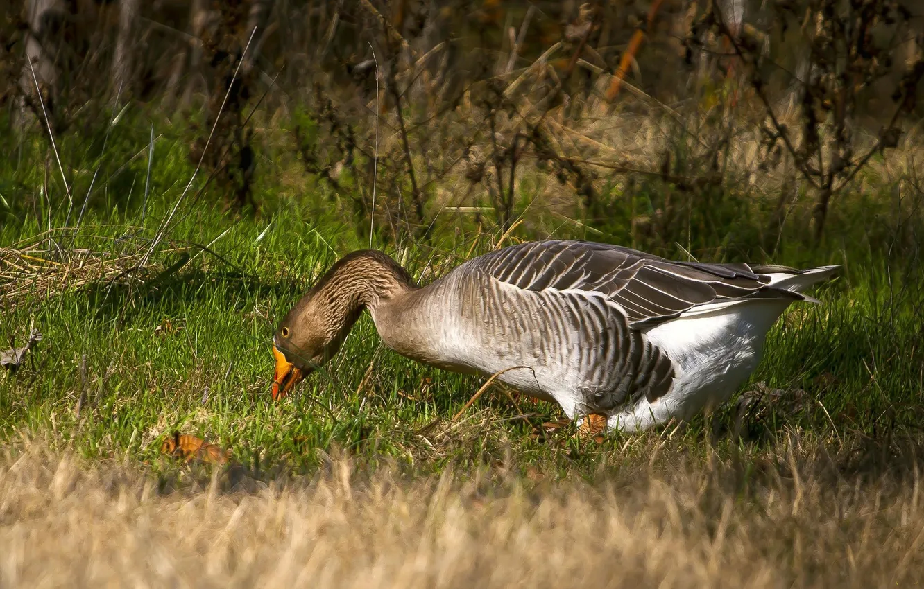 Photo wallpaper grass, background, bird, duck, geese