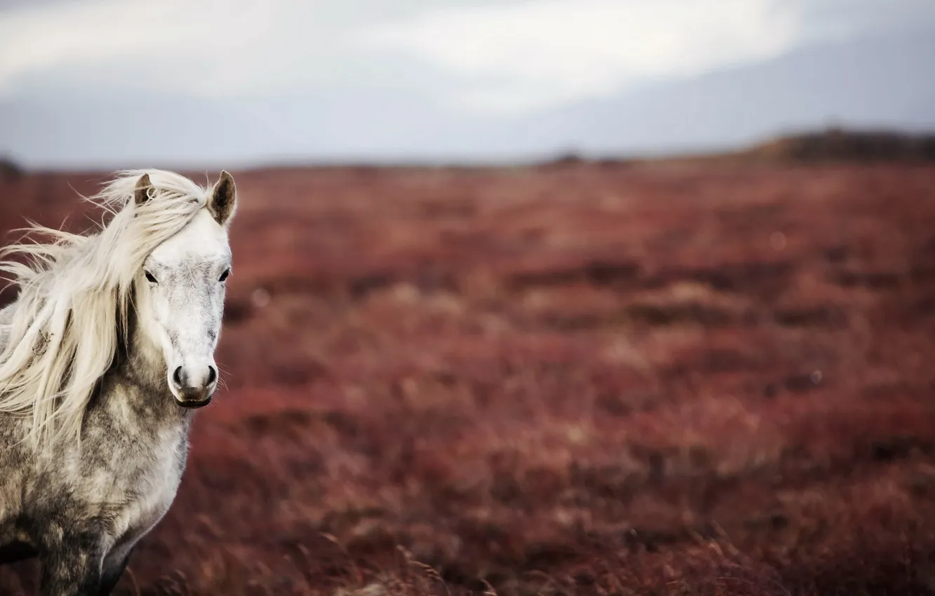 Photo wallpaper field, nature, horse
