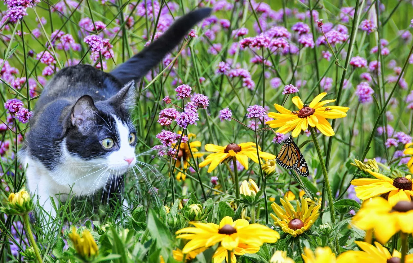 Photo wallpaper field, cat, summer