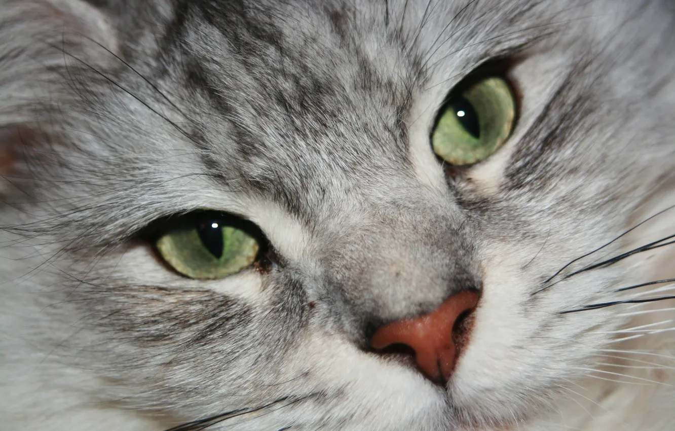 Photo wallpaper cat, look, face, animal, green eyes
