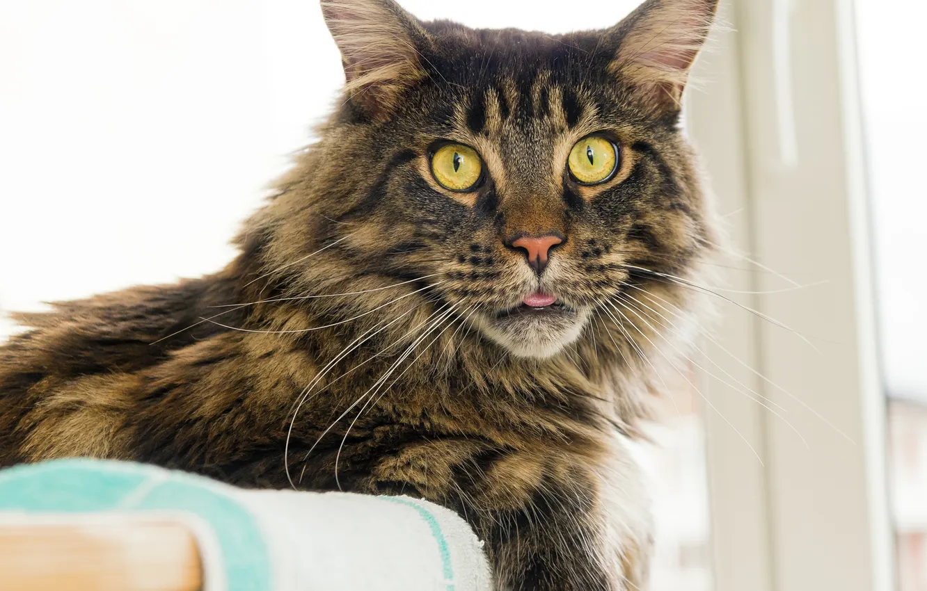 Photo wallpaper cat, cat, look, face, ©Tambako The Jaguar, Maine Coon