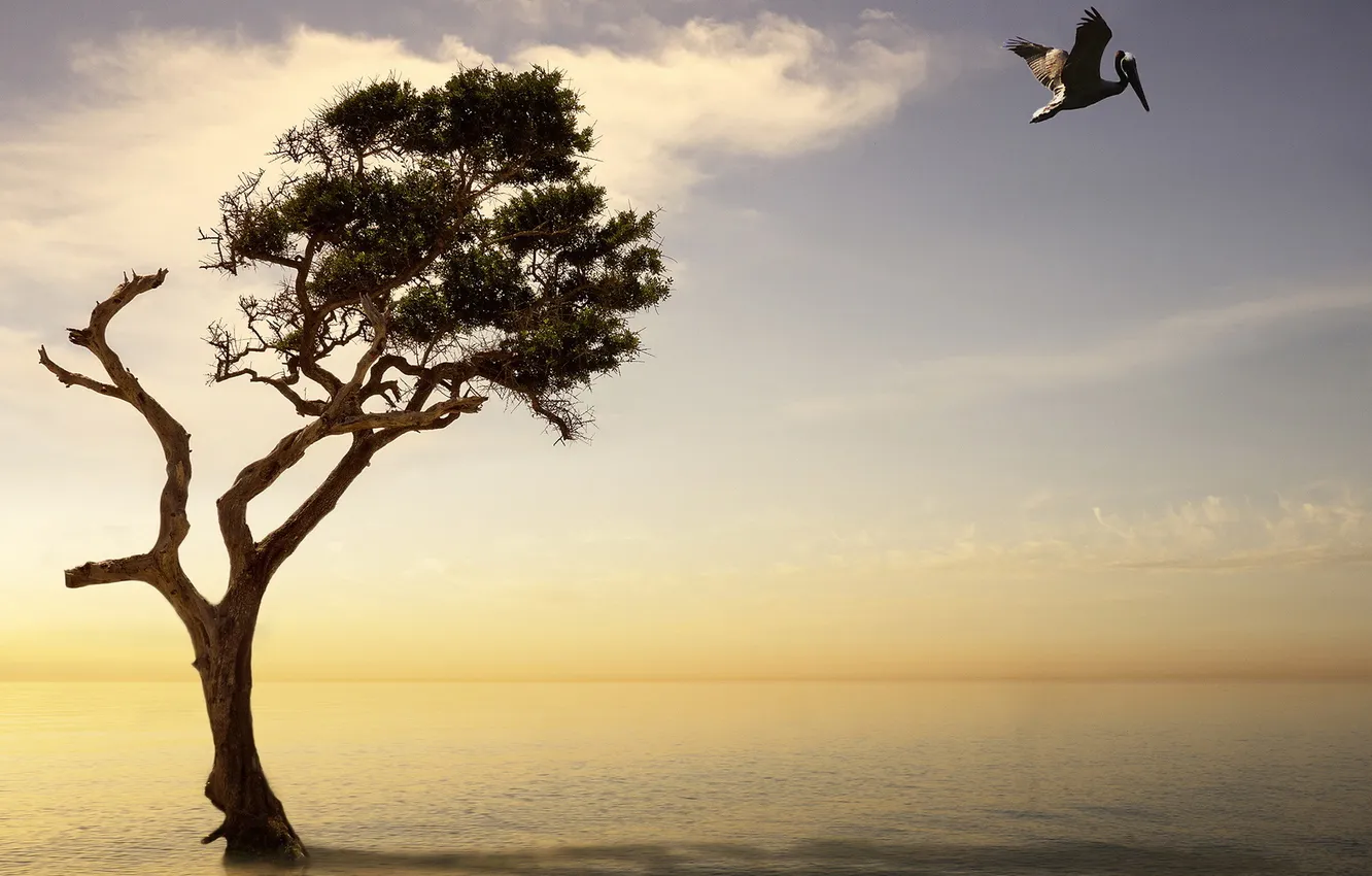 Photo wallpaper ocean, sunset, montage, surreal, pelican