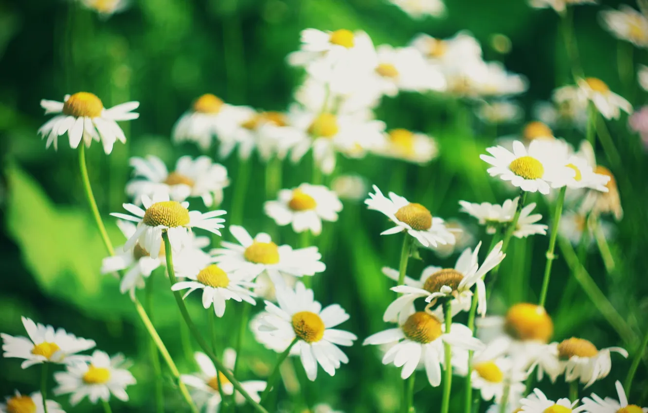 Photo wallpaper greens, summer, heat, chamomile
