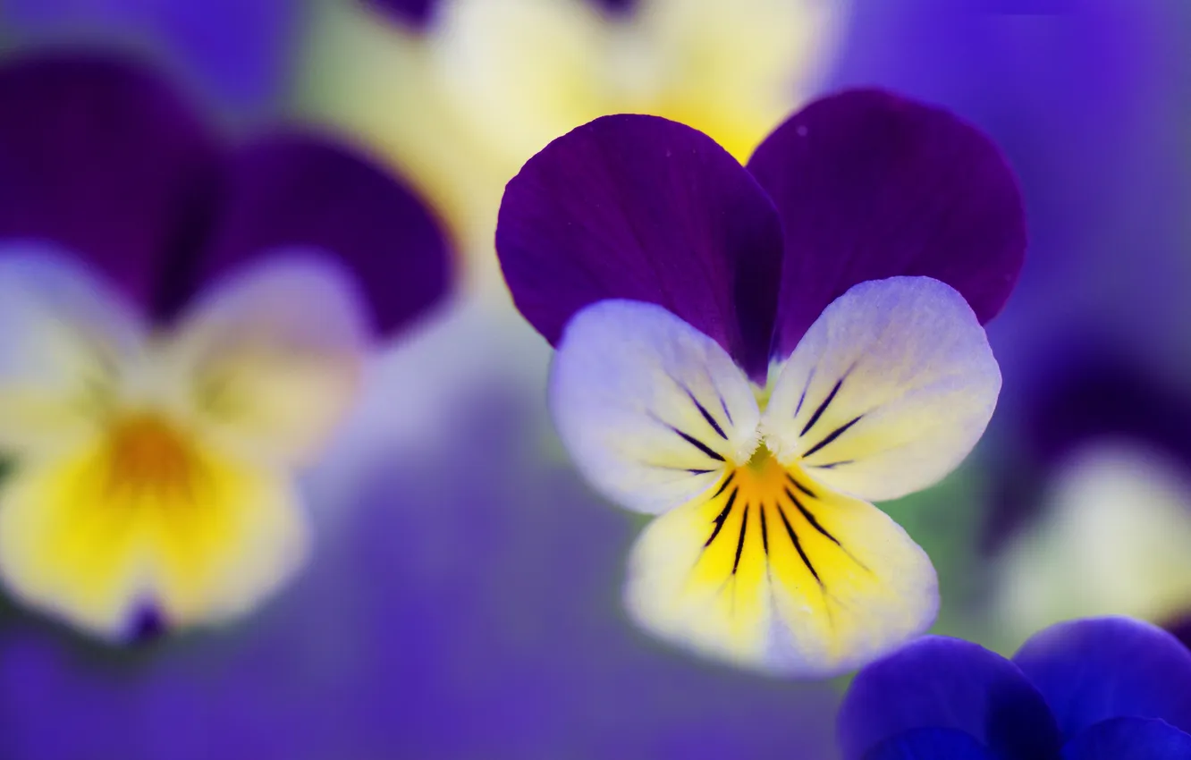 Photo wallpaper macro, Pansy, viola
