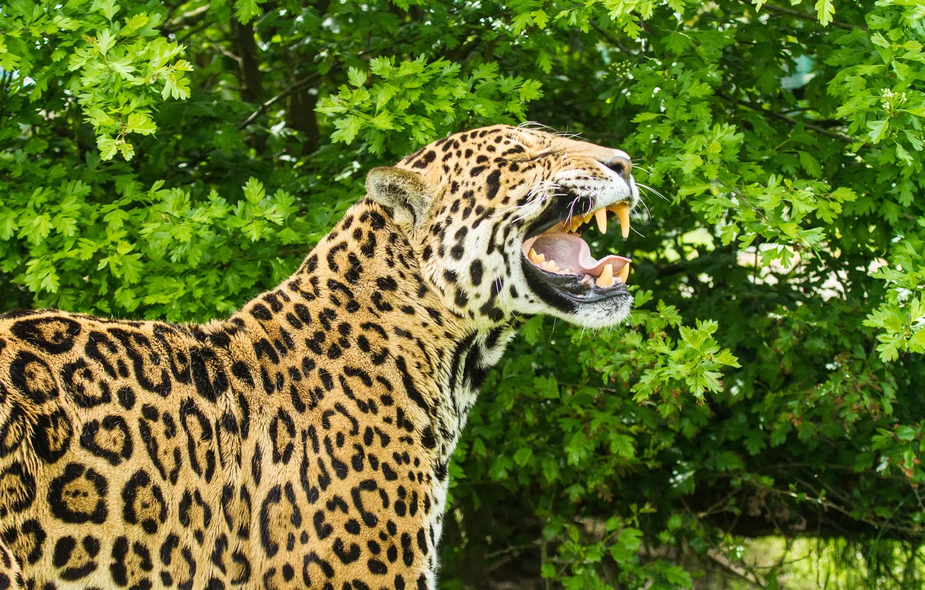 Photo wallpaper cat, fangs, Jaguar