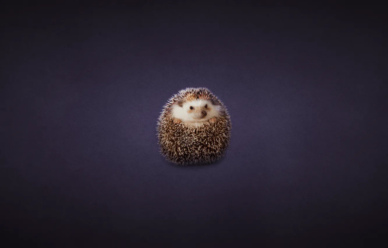 Photo wallpaper tangle, hedgehog, hedgehog, dark background