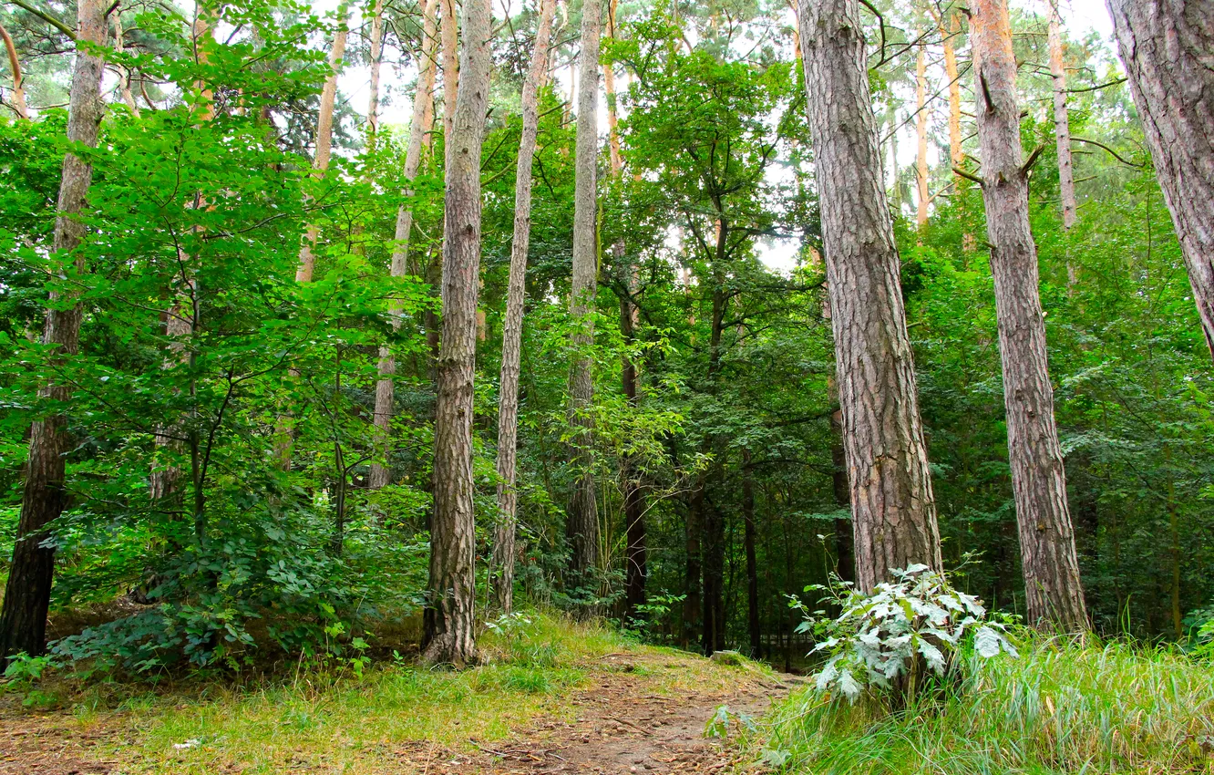 Photo wallpaper forest, trees, park, alley