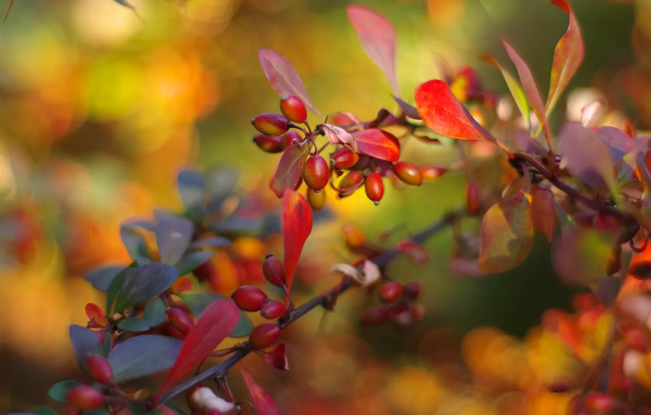 Photo wallpaper autumn, leaves, light, orange, branches, yellow, red, berries