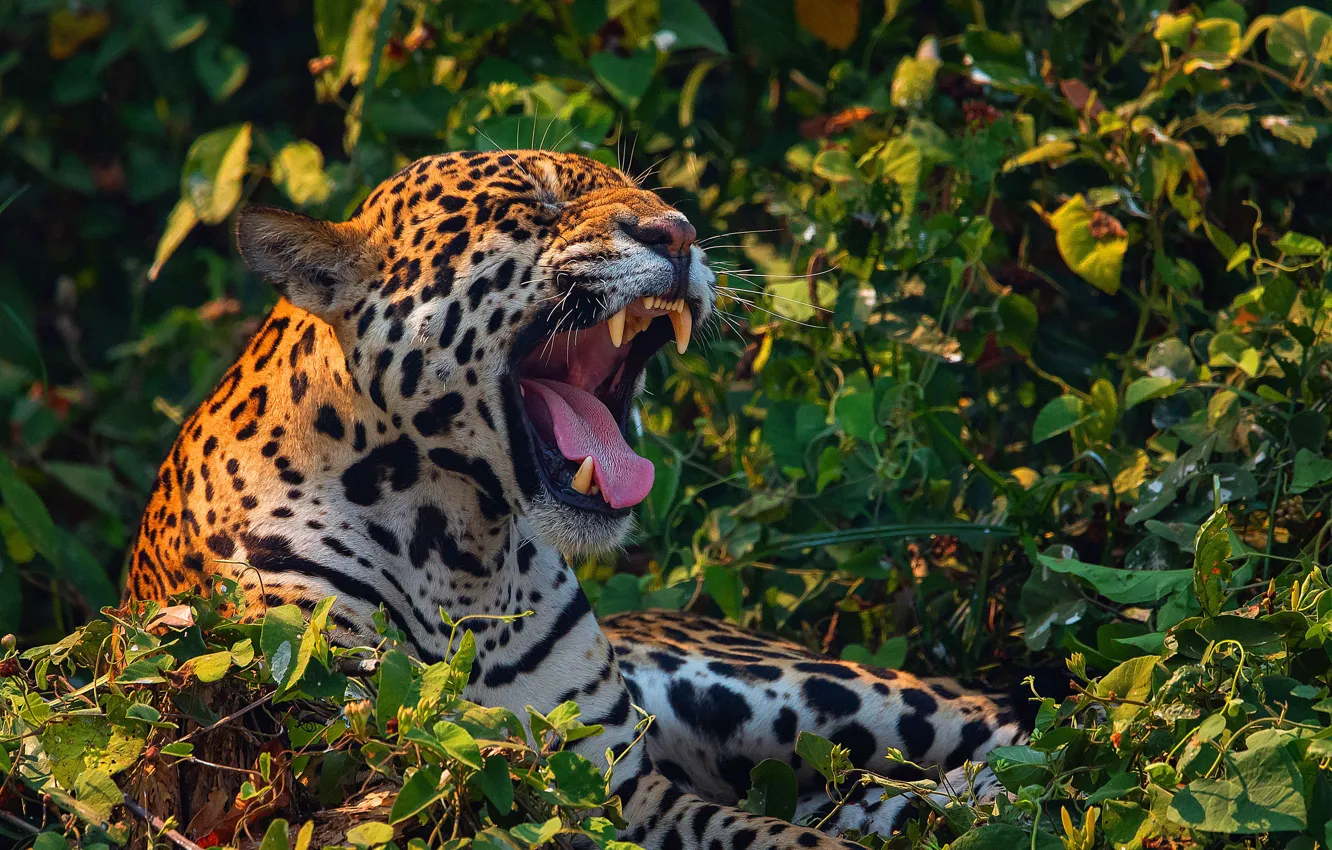 Photo wallpaper face, predator, fangs, grin, Jaguar, wild cat, big cat
