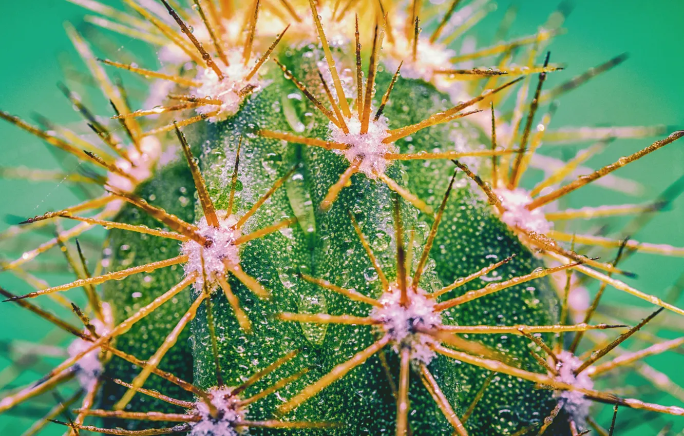 Photo wallpaper drops, cactus, barb